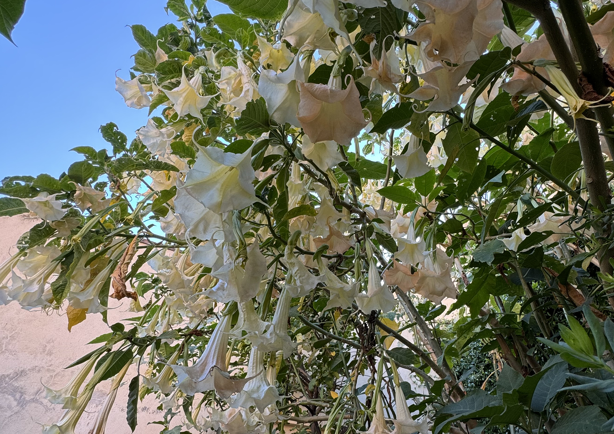 Hotel Giardino del Sole - Savona